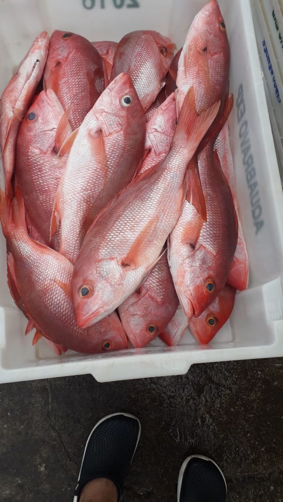 Pargo